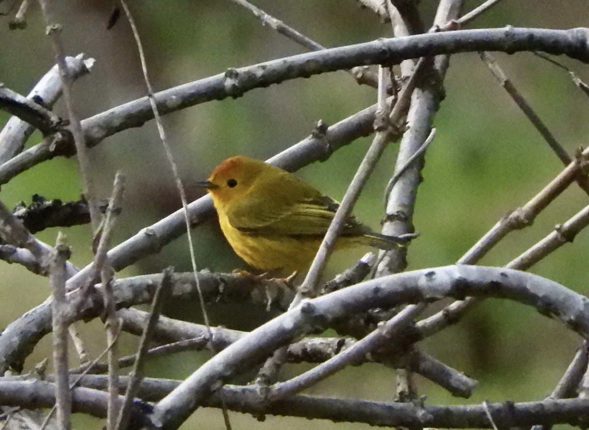 Yellow Warbler - ML551677501