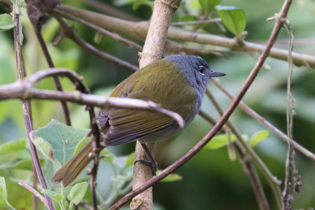 Green-tailed Warbler - ML55167831