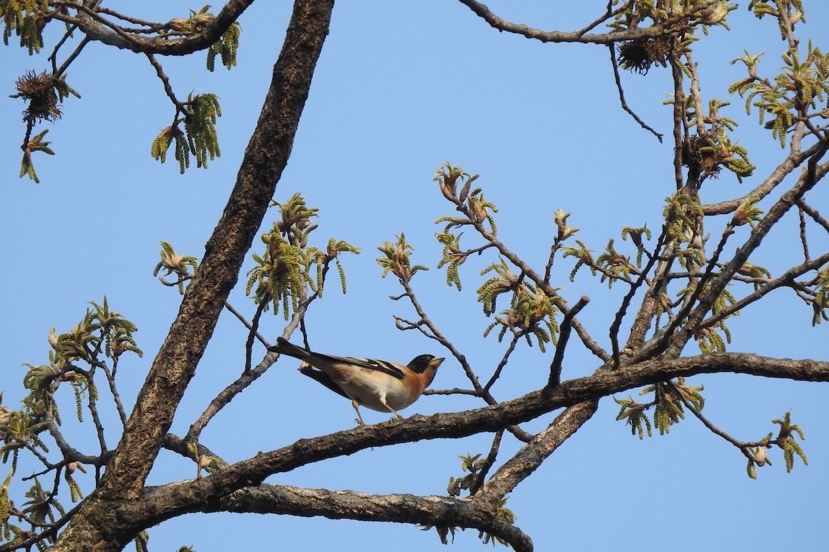 Brambling - ML551678851