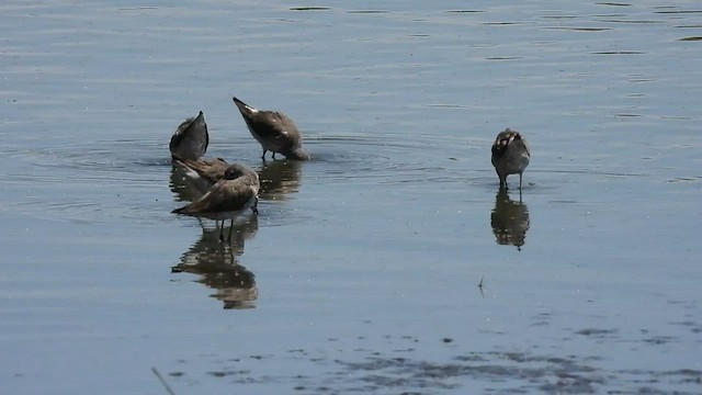 Stilt Sandpiper - ML551678871