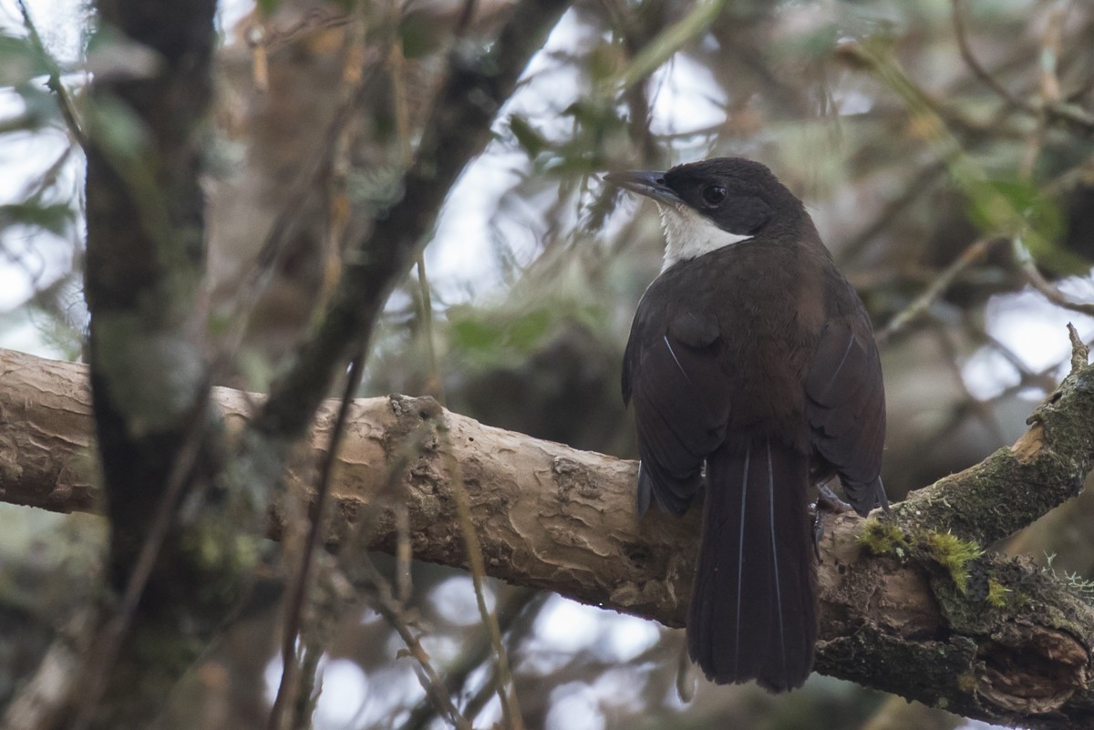 Western Chat-Tanager - Robert Lewis