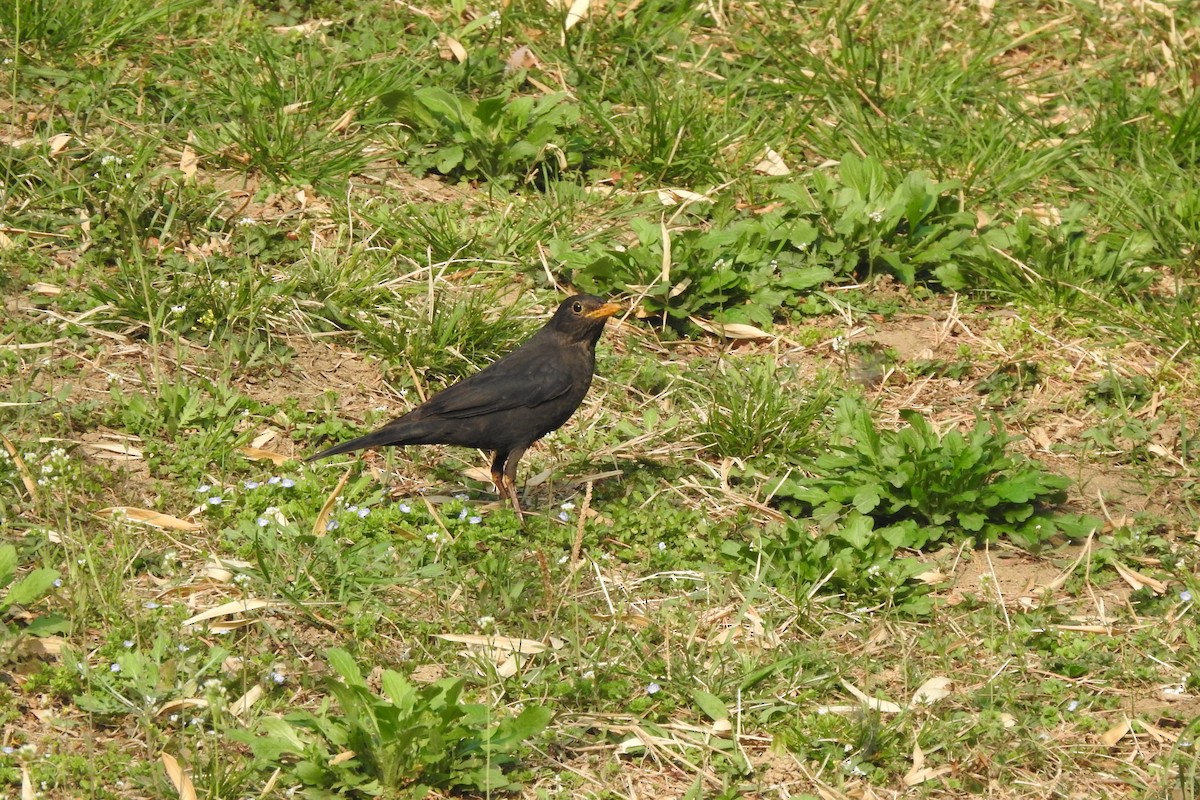 Chinese Blackbird - ML551679001