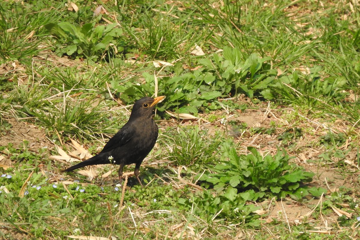 Chinese Blackbird - ML551679011