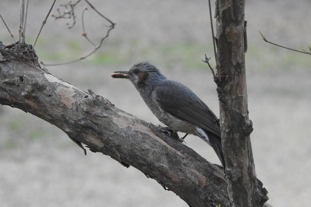 Brown-eared Bulbul - ML551679111