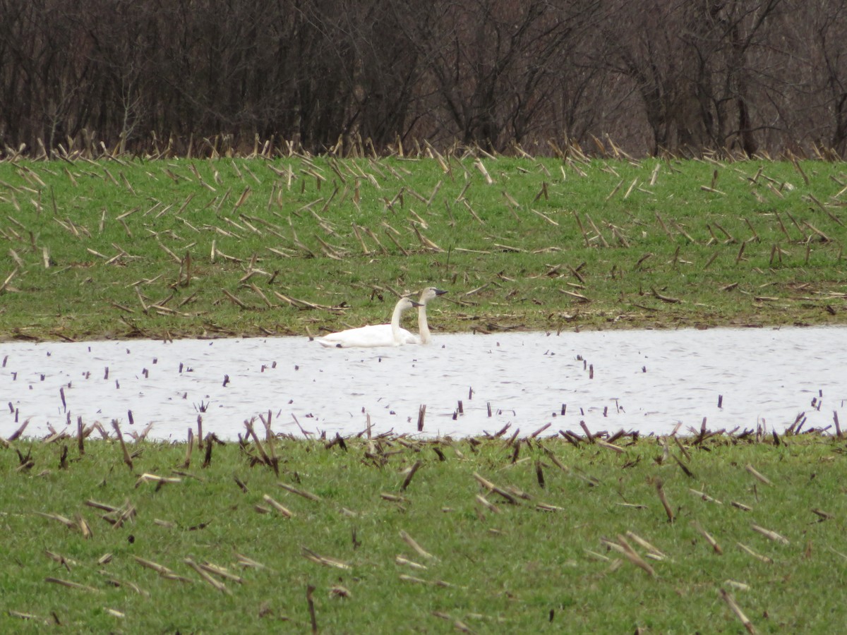 Tundra Swan - ML55167931