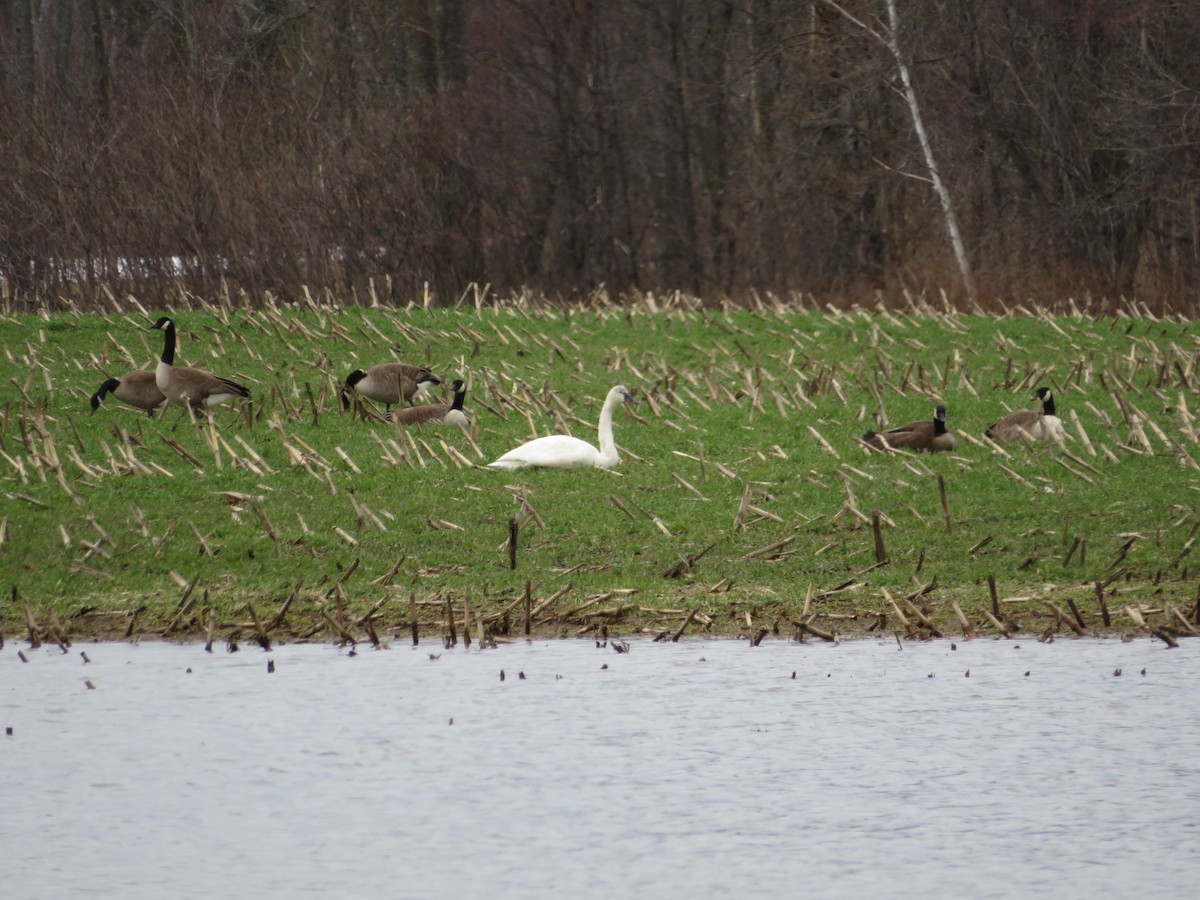 Tundra Swan - ML55167971