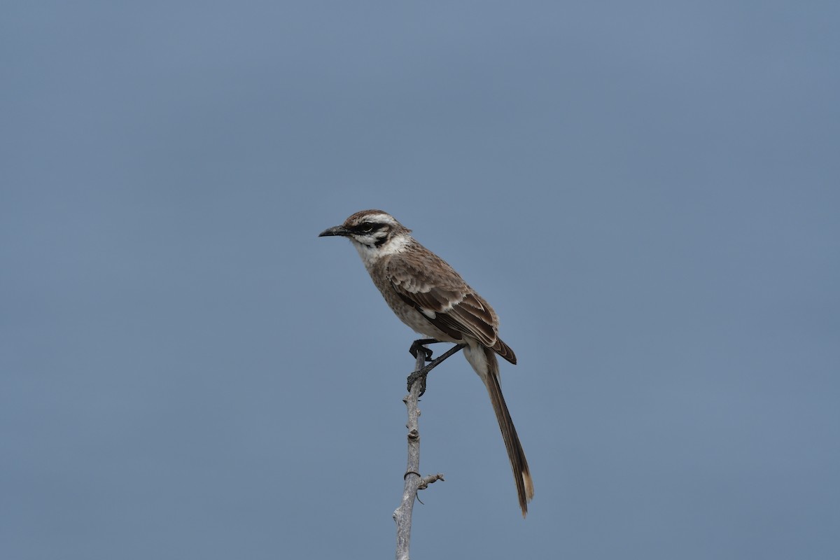 Long-tailed Mockingbird - Kelig Gourvennec