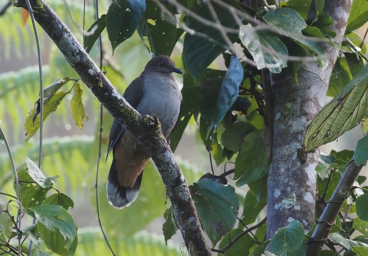 Mindanao Brown-Dove - ML551680231