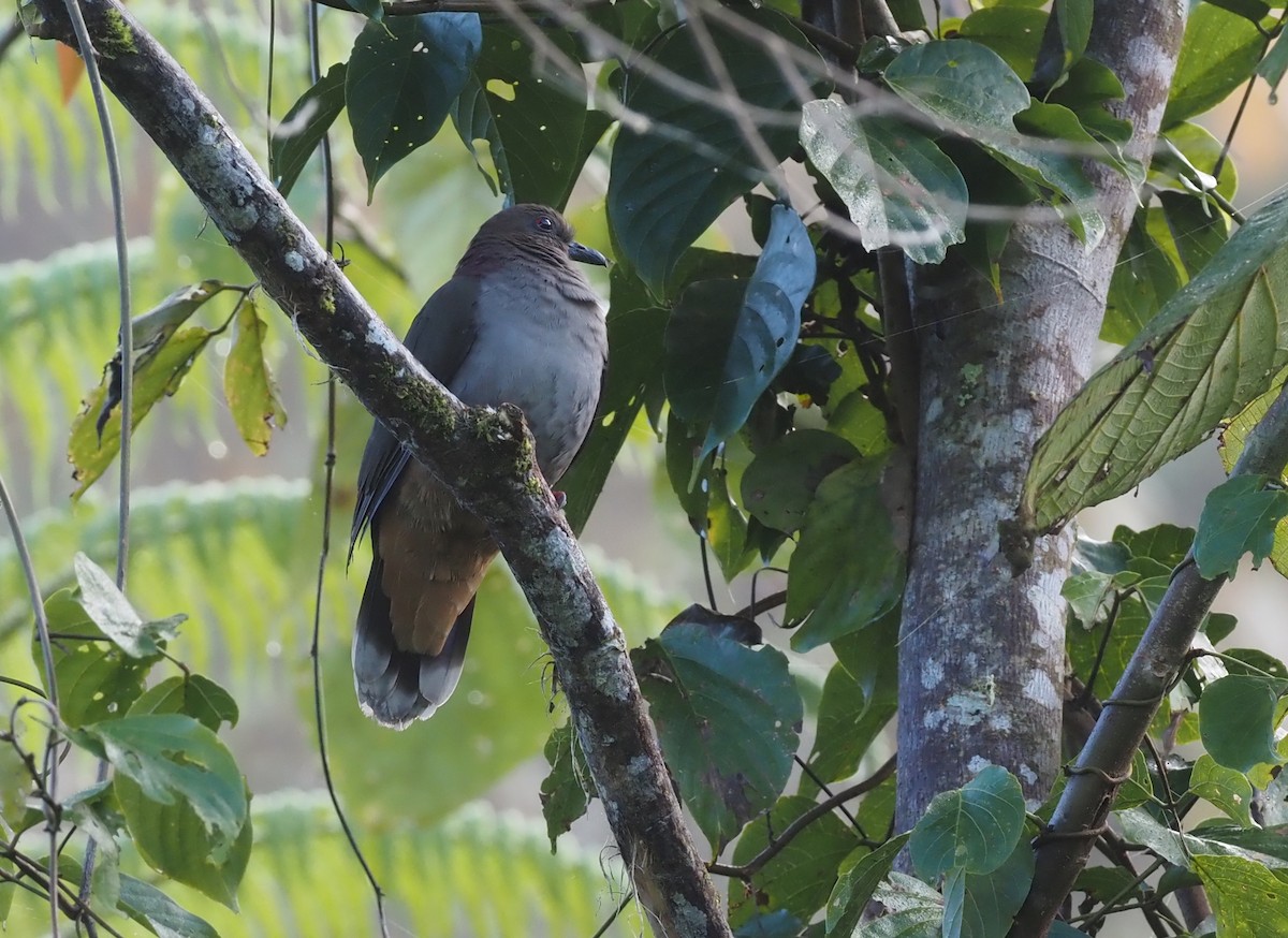 Mindanao Brown-Dove - ML551680281