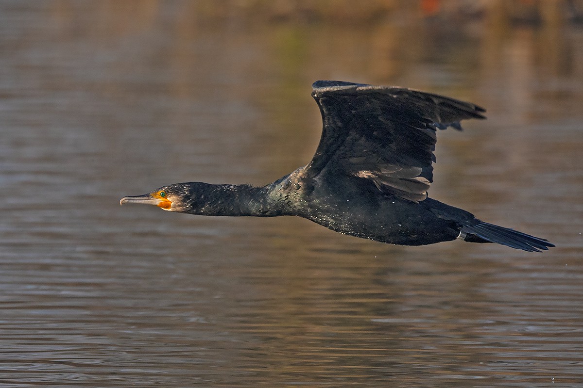 Great Cormorant - Maurizio Ravasini