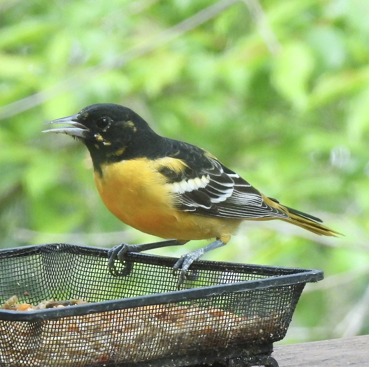 Baltimore Oriole - Greg Dowd