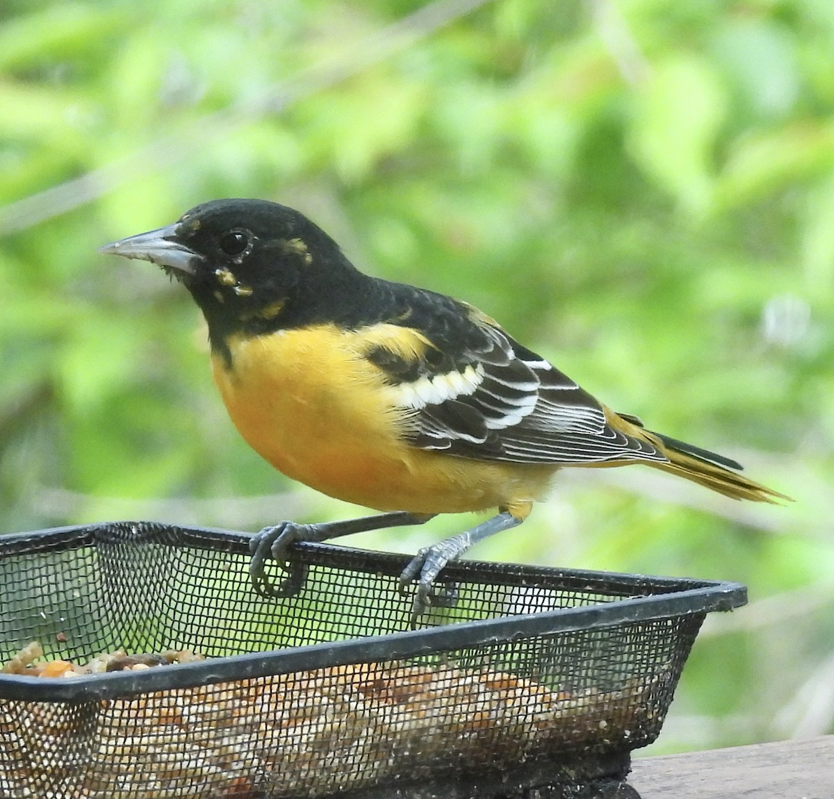 Baltimore Oriole - Greg Dowd