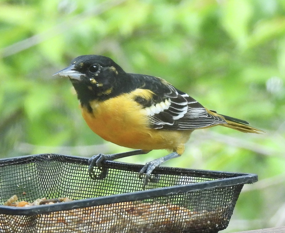 Baltimore Oriole - ML551680951