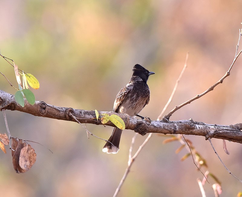 Red-vented Bulbul - ML551681151