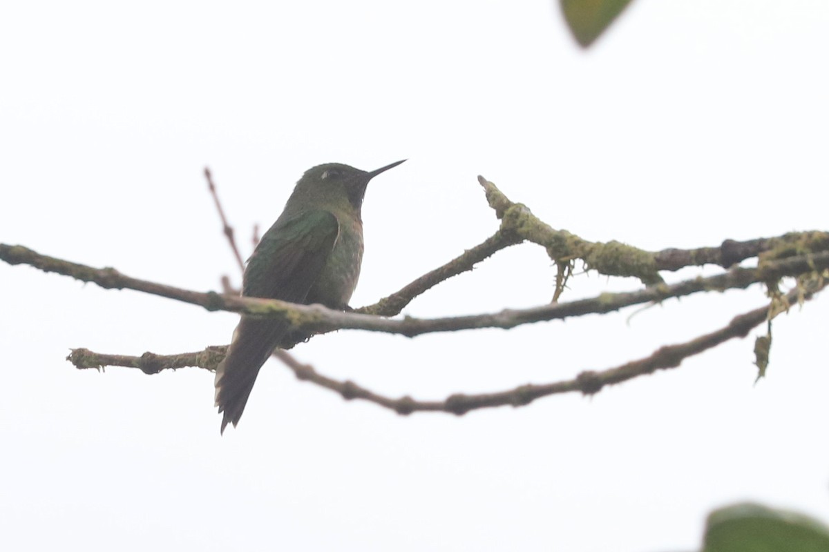 kolibřík dřišťálový - ML551681311