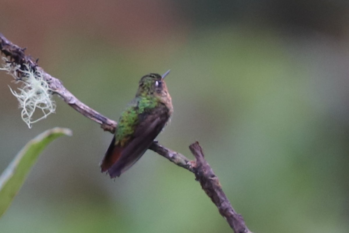kolibřík dřišťálový - ML551681331