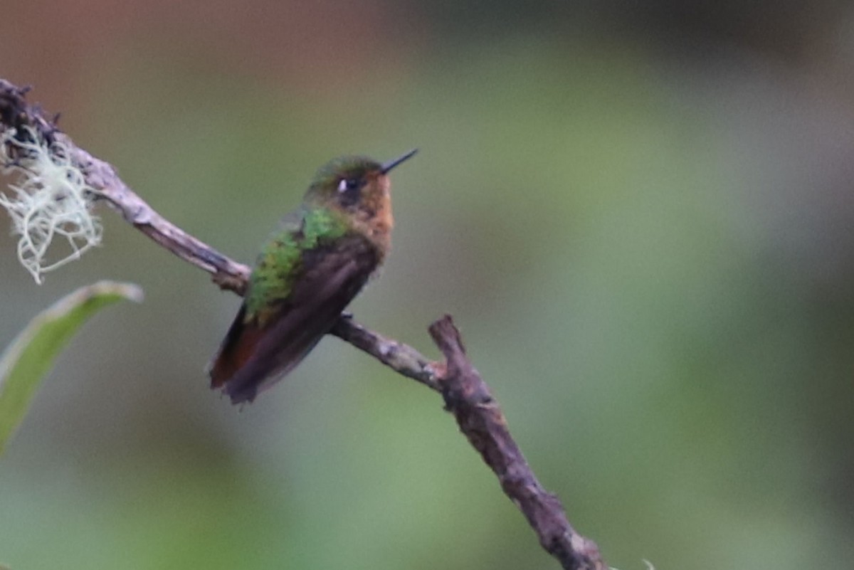 kolibřík dřišťálový - ML551681341