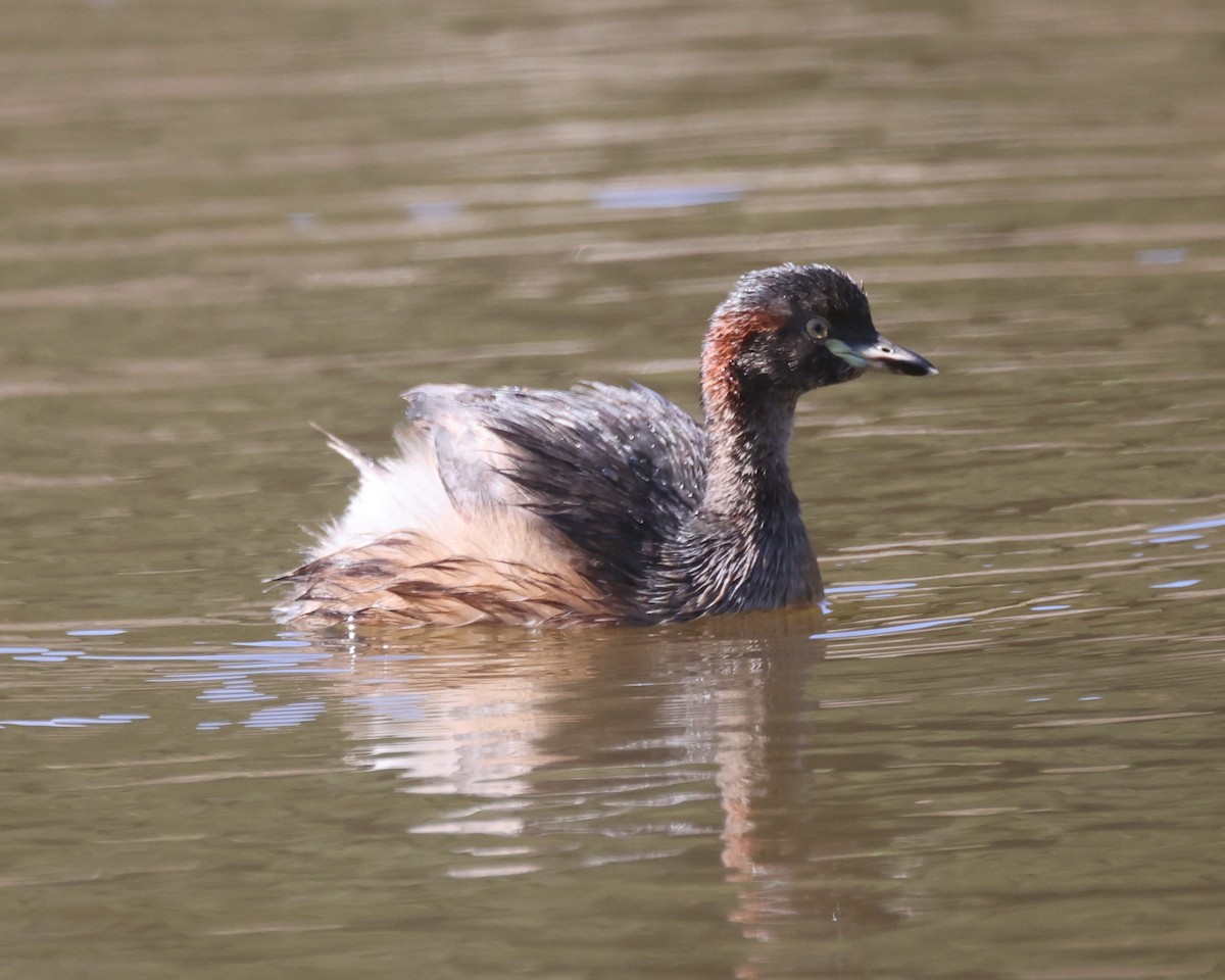 Australasian Grebe - ML551681961