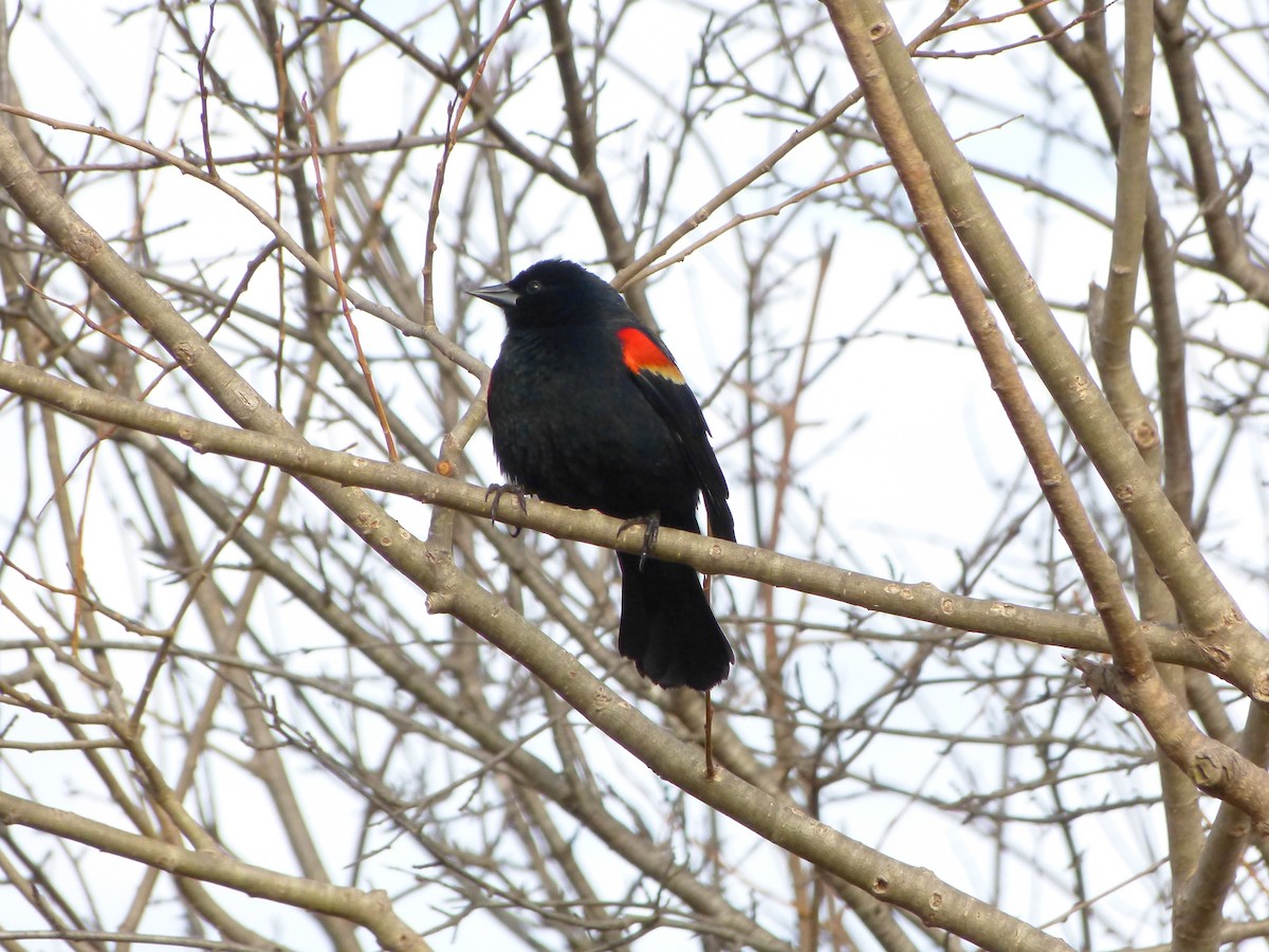 Red-winged Blackbird - ML551682031