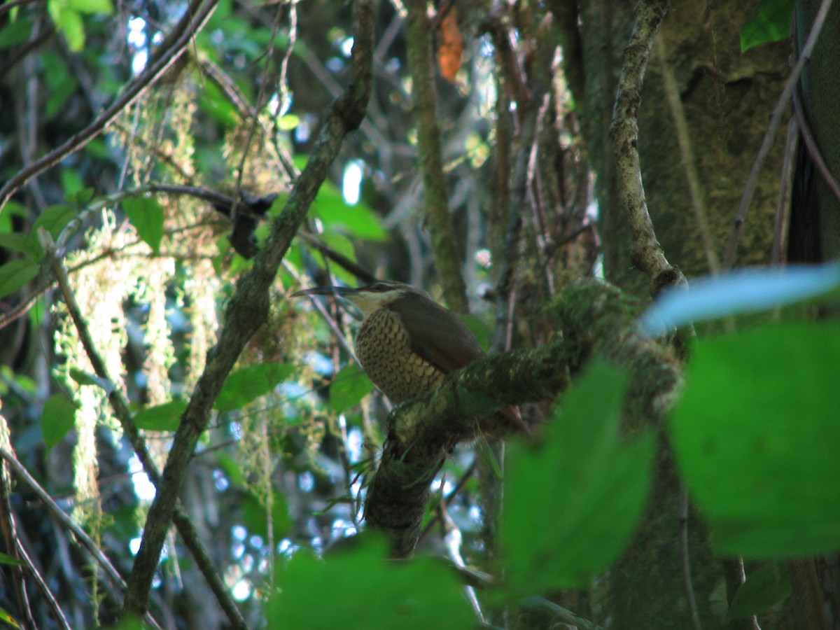 Paradise Riflebird - ML55168261