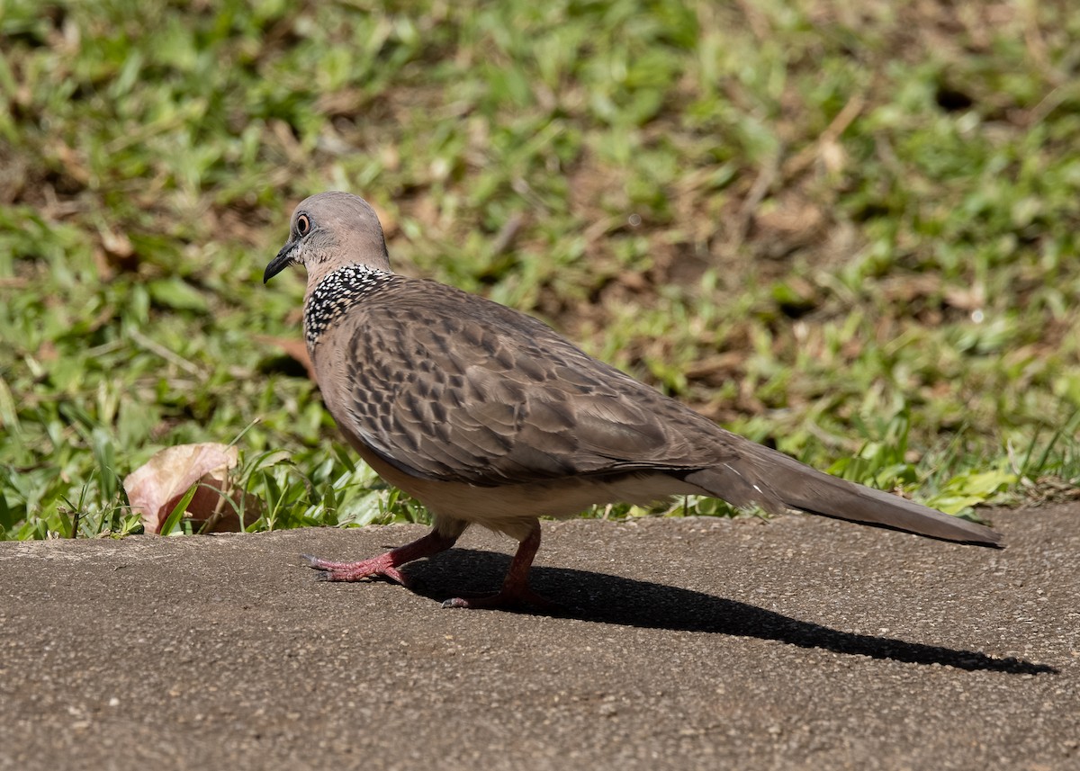 Spotted Dove - ML551683181