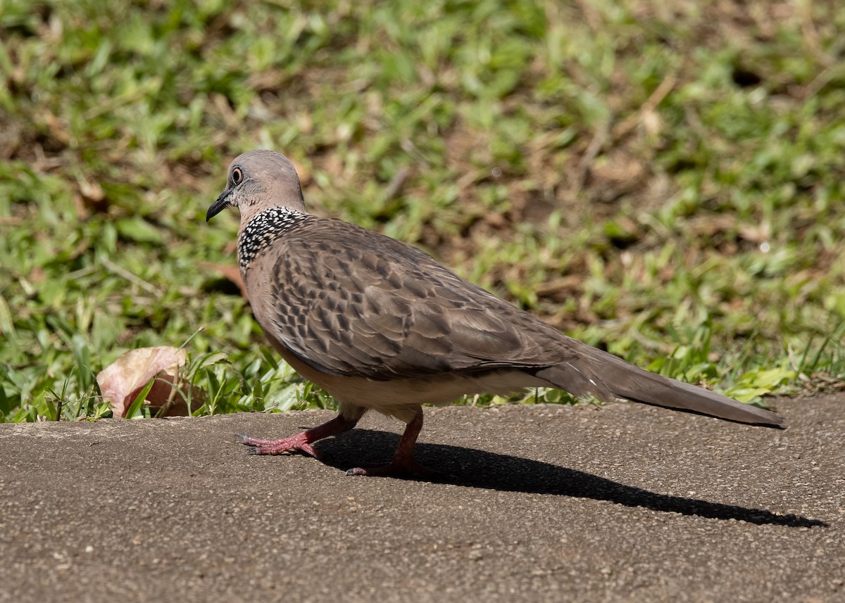 珠頸斑鳩 - ML551683181