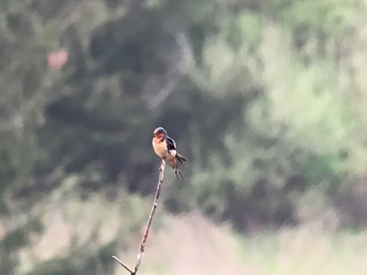 Golondrina Común - ML55168391