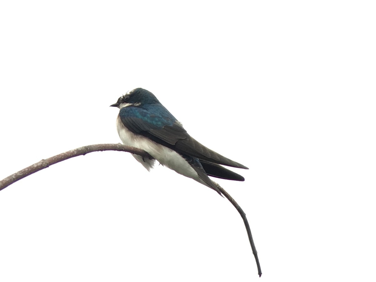 Golondrina Bicolor - ML55168431