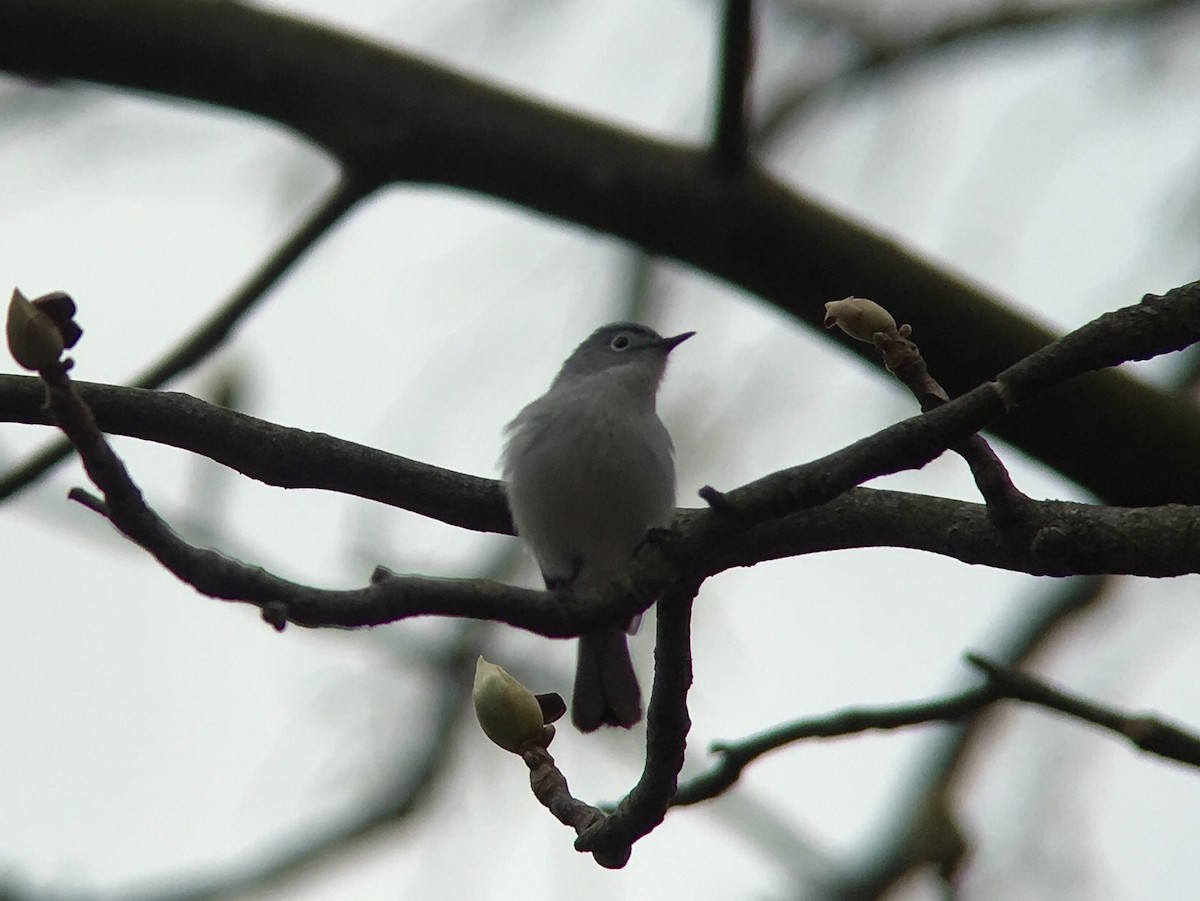 Blue-gray Gnatcatcher - ML55168491