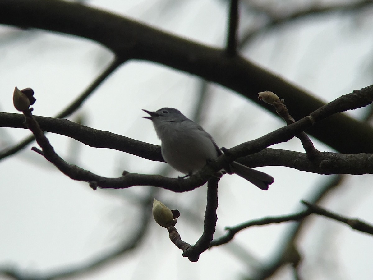 Blue-gray Gnatcatcher - ML55168501