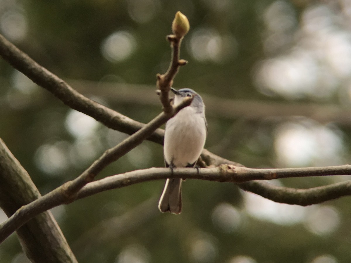 Blue-gray Gnatcatcher - ML55168511