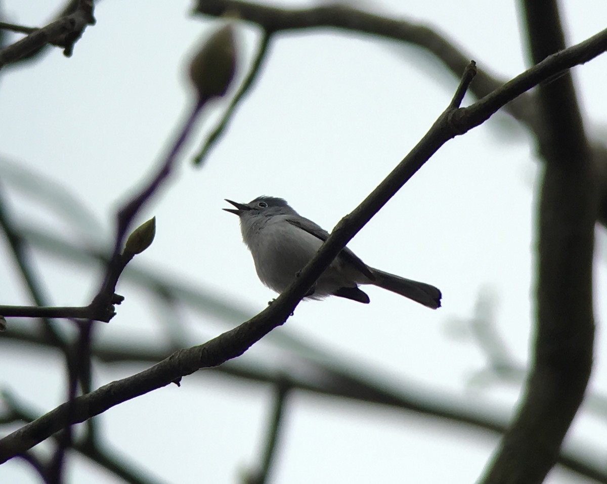 Blue-gray Gnatcatcher - ML55168531