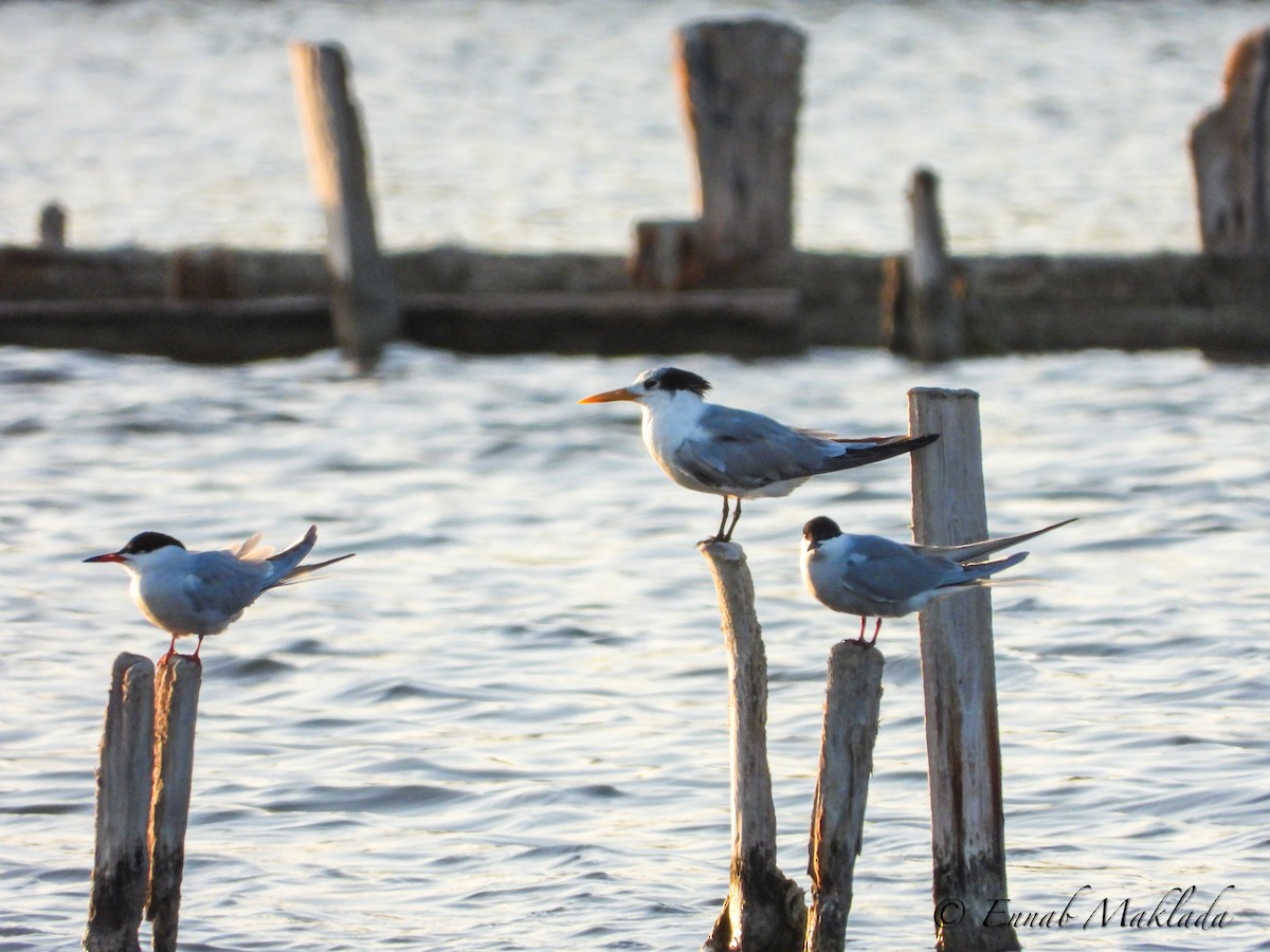 Lesser Crested Tern - ML551685741