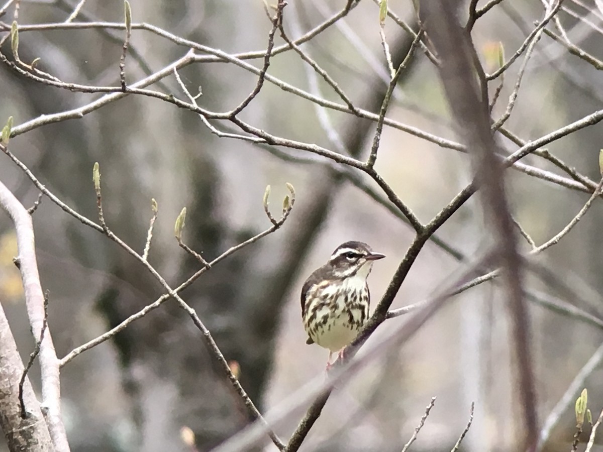 Louisiana Waterthrush - ML55168591