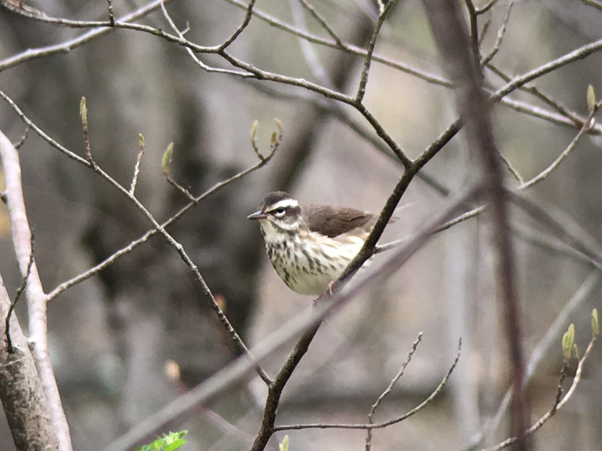 Louisiana Waterthrush - ML55168601