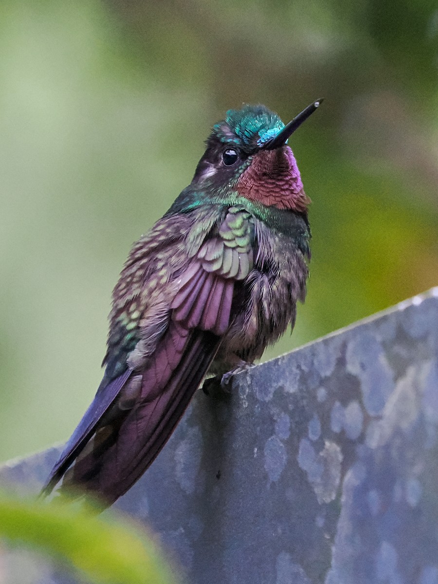 kolibřík fialovohrdlý - ML551687821
