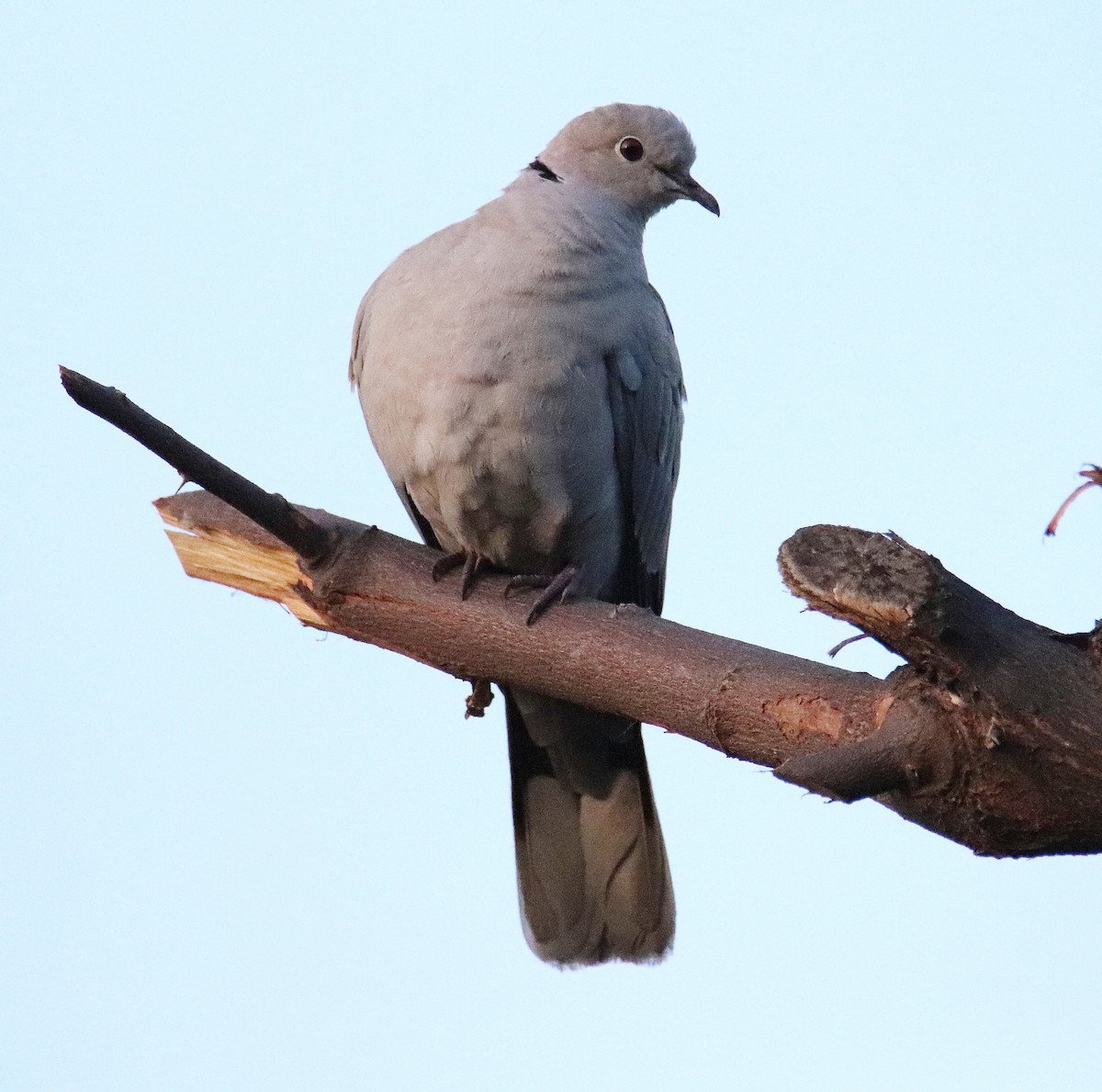 Eurasian Collared-Dove - ML551688351