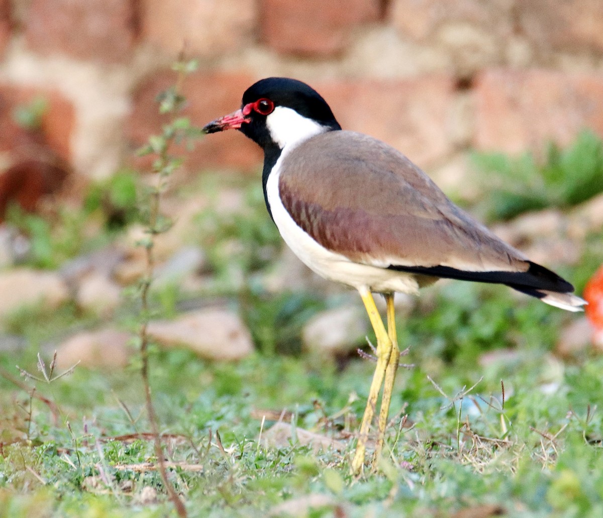 Red-wattled Lapwing - ML551688531