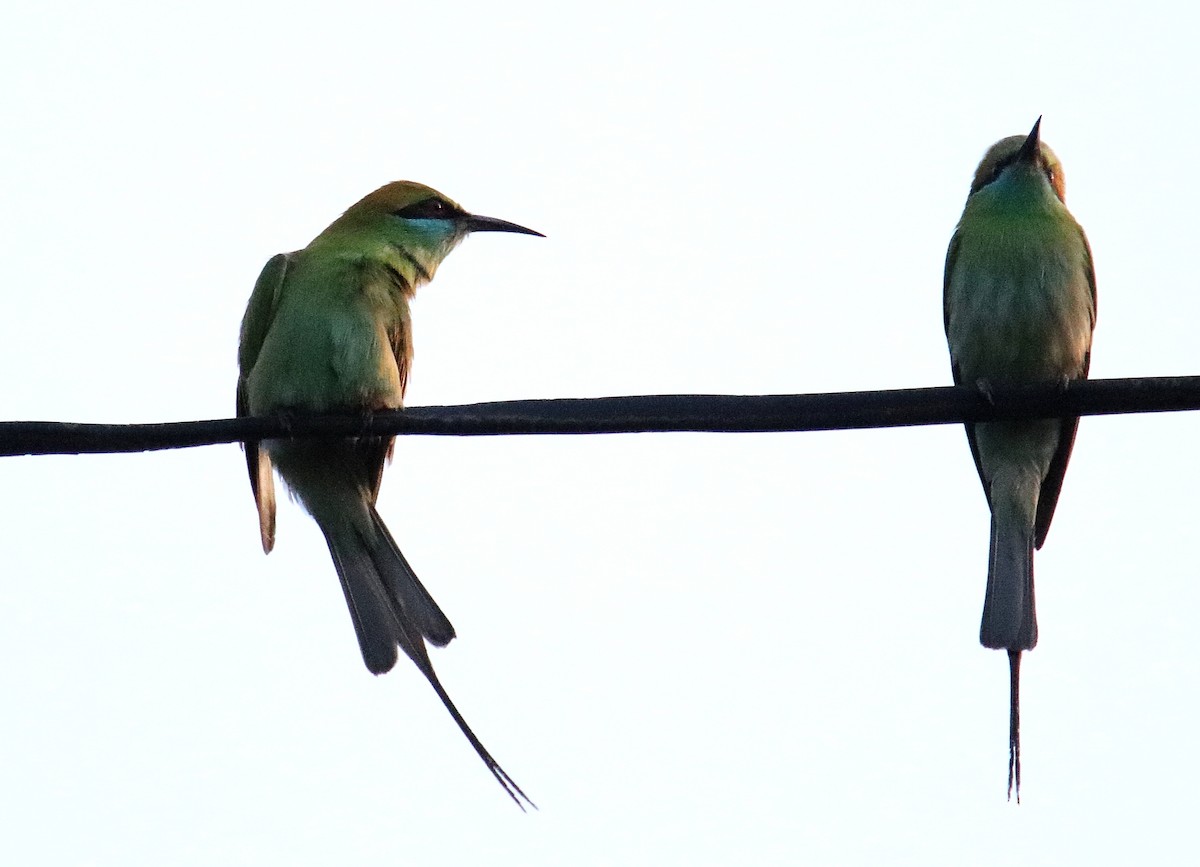 bee-eater sp. - ML551688651