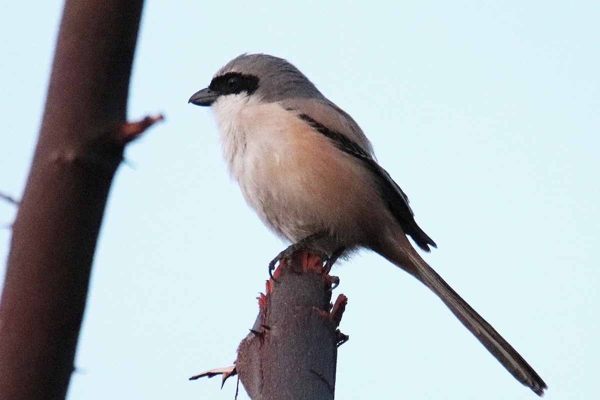 Long-tailed Shrike - ML551688971