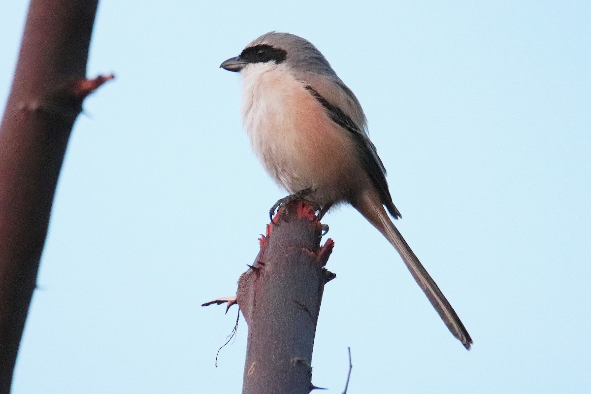 Long-tailed Shrike - ML551688981
