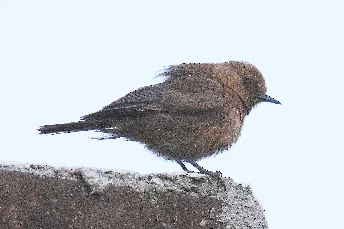 Brown Rock Chat - ML551689031