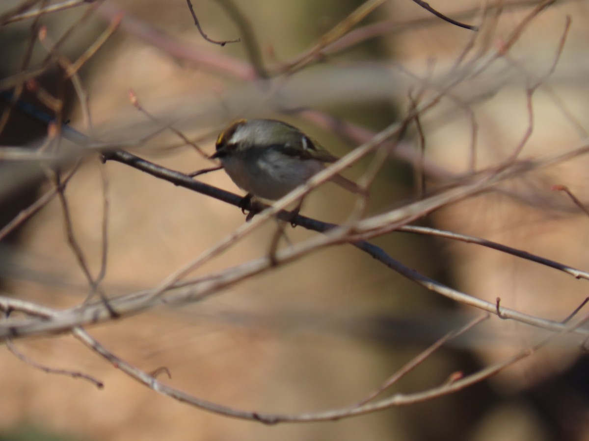 Golden-crowned Kinglet - ML551689211