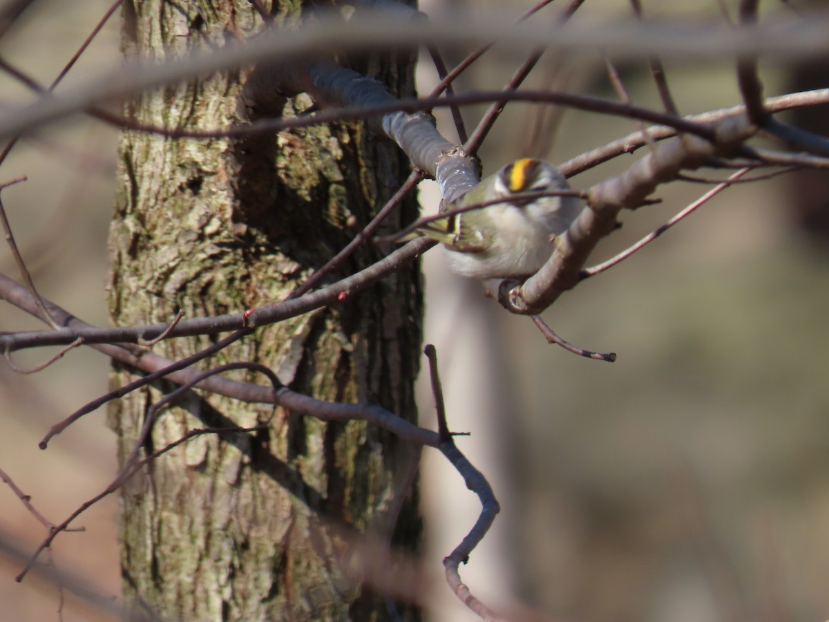 Golden-crowned Kinglet - ML551689231