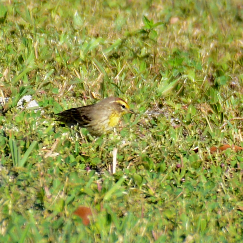 Palm Warbler (Yellow) - ML551689371