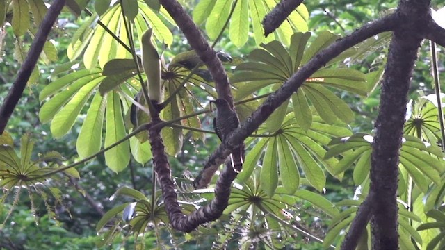 African Emerald Cuckoo - ML551689411