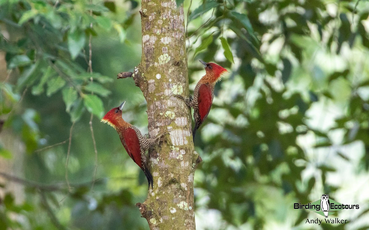 Banded Woodpecker - ML551690251