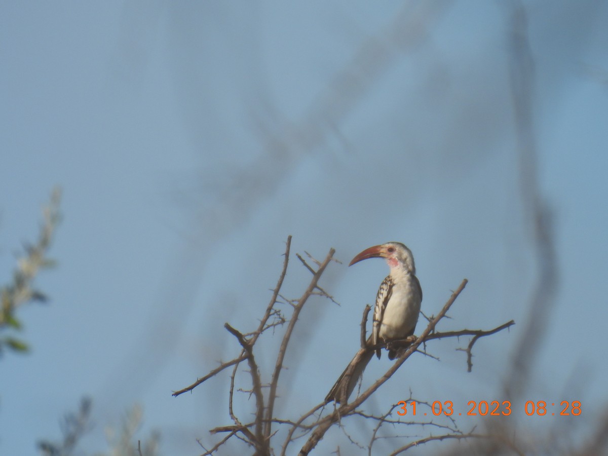 Damara Red-billed Hornbill - Izzy Belisle