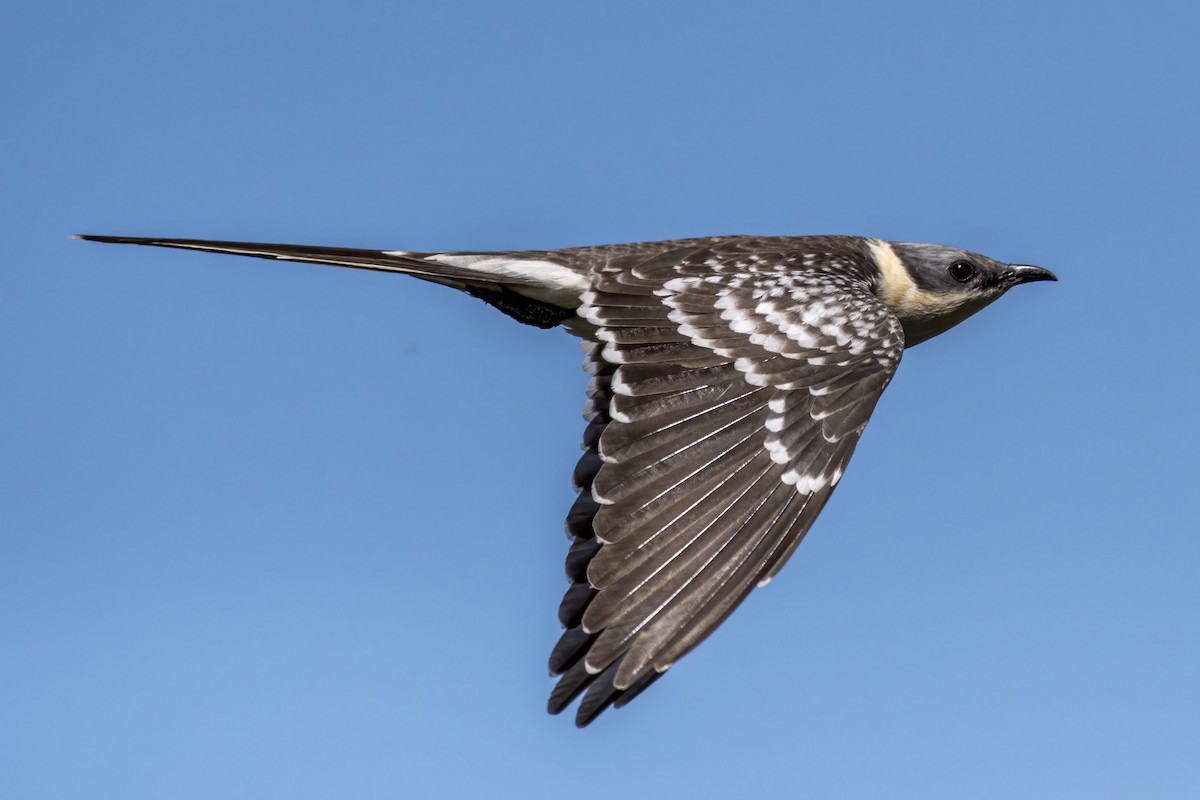 Great Spotted Cuckoo - Göktuğ  Güzelbey