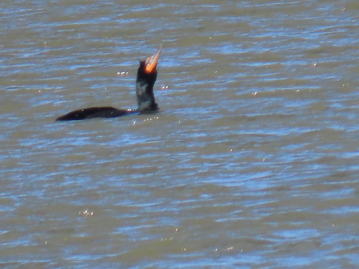 Double-crested Cormorant - ML551692051